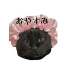 とらじるちょり（個別スタンプ：20）
