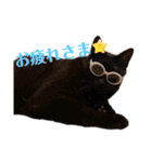 とらじるちょり（個別スタンプ：22）