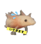 ウーパールーパーの赤ちゃん♡（個別スタンプ：3）
