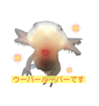 ウーパールーパーの赤ちゃん♡（個別スタンプ：11）