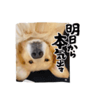 ゴールデンレトリバーのカリー①（個別スタンプ：2）