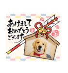 ゴールデンレトリバーのカリー①（個別スタンプ：5）