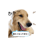 ゴールデンレトリバーのカリー①（個別スタンプ：13）
