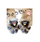 ゴールデンレトリバーのカリー①（個別スタンプ：15）