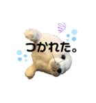 あざらしのおうちゃん（個別スタンプ：4）