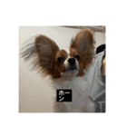 パピヨンのさちです。すり〜（個別スタンプ：1）