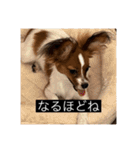 パピヨンのさちです。すり〜（個別スタンプ：2）