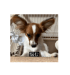パピヨンのさちです。すり〜（個別スタンプ：3）