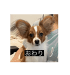 パピヨンのさちです。すり〜（個別スタンプ：4）