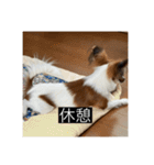 パピヨンのさちです。すり〜（個別スタンプ：5）