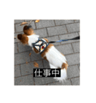 パピヨンのさちです。すり〜（個別スタンプ：6）