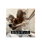 パピヨンのさちです。すり〜（個別スタンプ：8）