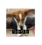パピヨンのさちです。すり〜（個別スタンプ：9）