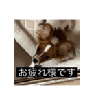 パピヨンのさちです。すり〜（個別スタンプ：10）