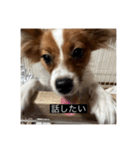 パピヨンのさちです。すり〜（個別スタンプ：11）