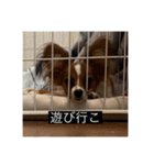 パピヨンのさちです。すり〜（個別スタンプ：12）
