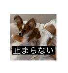 パピヨンのさちです。すり〜（個別スタンプ：13）