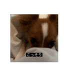 パピヨンのさちです。すり〜（個別スタンプ：14）