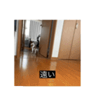 パピヨンのさちです。すり〜（個別スタンプ：16）