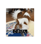 パピヨンのさちです。すり〜（個別スタンプ：19）