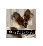 パピヨンのさちです。すり〜（個別スタンプ：20）