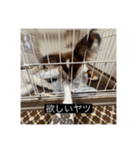 パピヨンのさちです。すり〜（個別スタンプ：21）