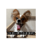パピヨンのさちです。すり〜（個別スタンプ：22）