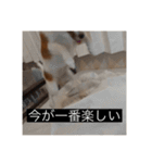 パピヨンのさちです。すり〜（個別スタンプ：23）