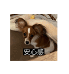 パピヨンのさちです。すり〜（個別スタンプ：24）