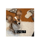 パピヨンのさちです。すり〜（個別スタンプ：25）