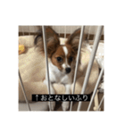 パピヨンのさちです。すり〜（個別スタンプ：26）