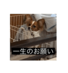 パピヨンのさちです。すり〜（個別スタンプ：27）