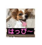 パピヨンのさちです。すり〜（個別スタンプ：28）