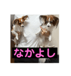 パピヨンのさちです。すり〜（個別スタンプ：29）