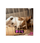 パピヨンのさちです。すり〜（個別スタンプ：30）