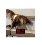 パピヨンのさちです。すり〜（個別スタンプ：31）