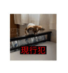 パピヨンのさちです。すり〜（個別スタンプ：33）