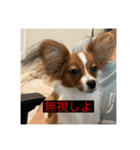 パピヨンのさちです。すり〜（個別スタンプ：35）
