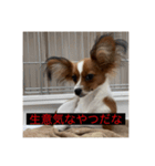 パピヨンのさちです。すり〜（個別スタンプ：36）