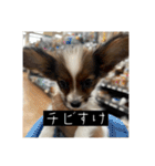 パピヨンのさちです。すり〜（個別スタンプ：37）