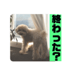 テディ日記4（個別スタンプ：20）