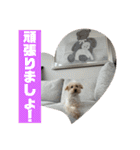 テディ日記4（個別スタンプ：33）