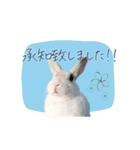 うさぎのLaniさん(日常で使える大人の敬語)（個別スタンプ：2）