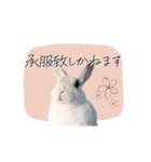 うさぎのLaniさん(日常で使える大人の敬語)（個別スタンプ：3）