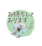 うさぎのLaniさん(日常で使える大人の敬語)（個別スタンプ：5）