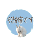 うさぎのLaniさん(日常で使える大人の敬語)（個別スタンプ：7）