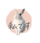 うさぎのLaniさん(日常で使える大人の敬語)（個別スタンプ：8）