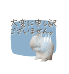 うさぎのLaniさん(日常で使える大人の敬語)（個別スタンプ：11）