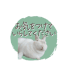 うさぎのLaniさん(日常で使える大人の敬語)（個別スタンプ：13）
