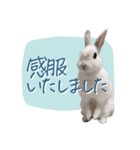 うさぎのLaniさん(日常で使える大人の敬語)（個別スタンプ：15）